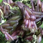 Epidendrum schlechterianum-Flowering Size